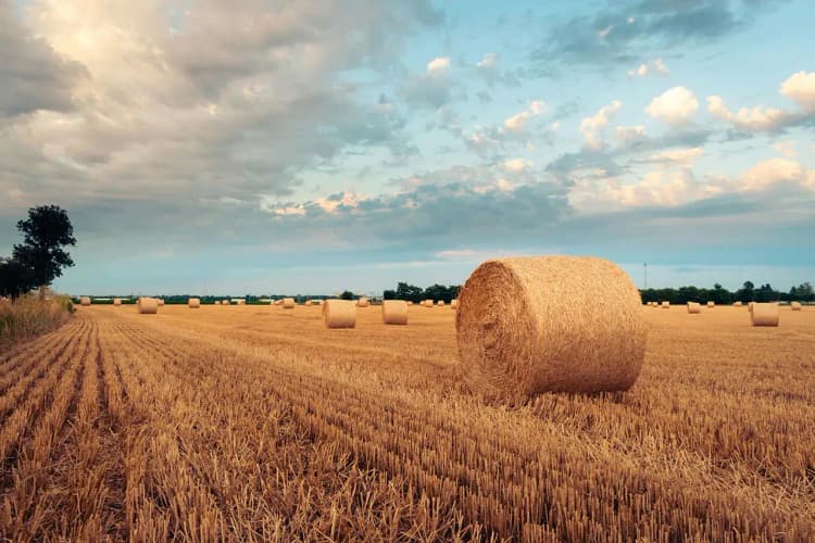 Empowering Agriculture