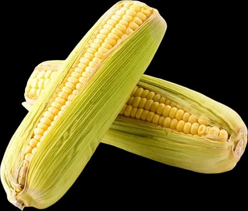 Two corn cobs